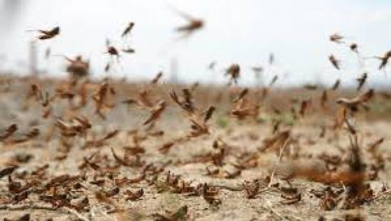 البنك الدولي يغازل اليمن بقروض لمكافحة الجراد