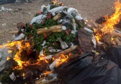 إحباط تهريب 1000 بندل قات في حضرموت(صور)