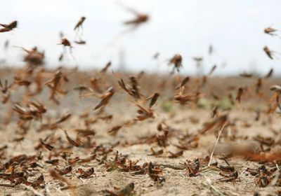 تحذير سعودي من تفشي الجراد باليمن