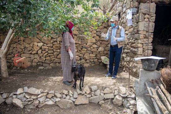 "الإنمائي" يدرب مئات المربين على تغذية الماشية