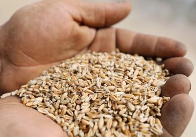 للتحصيل بعملات أجنبية.. ارتفاع أسعار القمح في لحج  