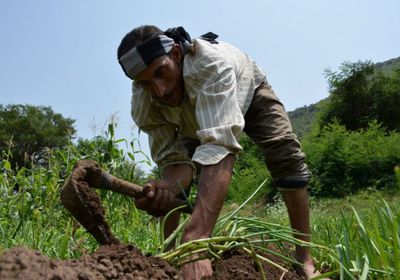 "فاو" تعلن تشغيل 8 آلاف عامل زراعي