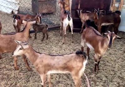 ضبط عصابة "أغنام" في المكلا