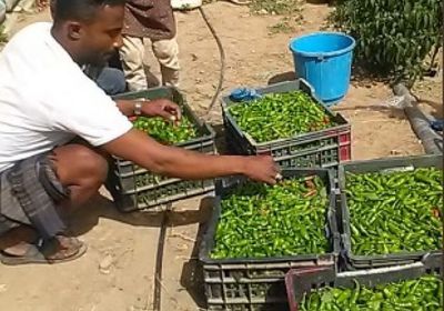 "فاو" يدعم 1400 مزارع بمشروع استدامة الدخل