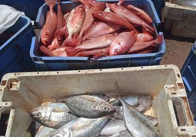 ضبط 5 صيادين مخالفين للائحة الصيد بحضرموت (صور)