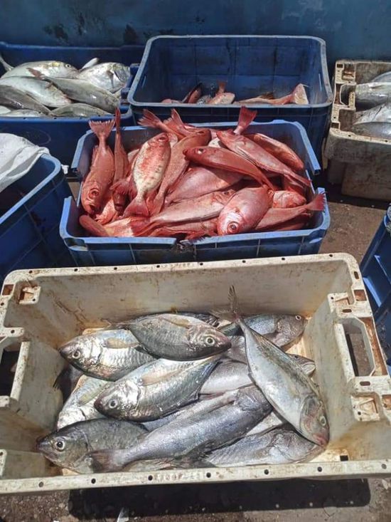 ضبط 5 صيادين مخالفين للائحة الصيد بحضرموت (صور)