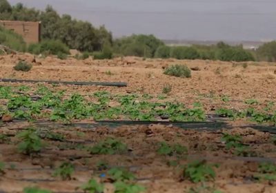 "الإنمائي": حماية 22 ألف هكتار في موسم الأمطار