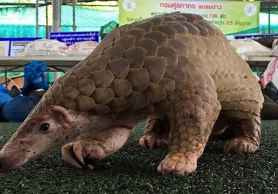 الصين تسحب اسم حيوان آكل النمل من قامة الطب التقليدي