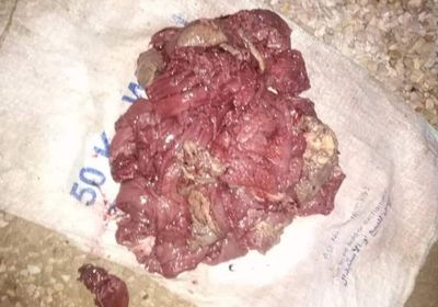 ضبط مخالفين لحظر اصطياد السلاحف بحضرموت (صور)