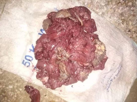 ضبط مخالفين لحظر اصطياد السلاحف بحضرموت (صور)