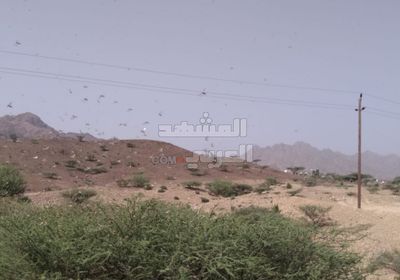 يتجه لمزارع تبن.. أسراب الجراد تجتاح لحج (صور)