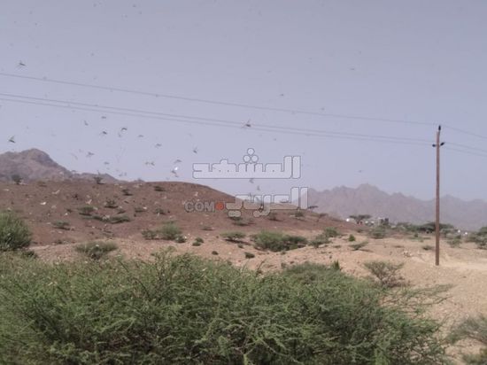 يتجه لمزارع تبن.. أسراب الجراد تجتاح لحج (صور)