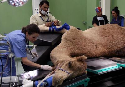 السعودية تقترب من افتتاح أول مستشفى لعلاج الإبل