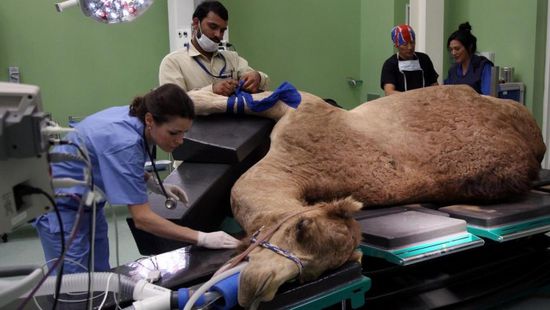 السعودية تقترب من افتتاح أول مستشفى لعلاج الإبل