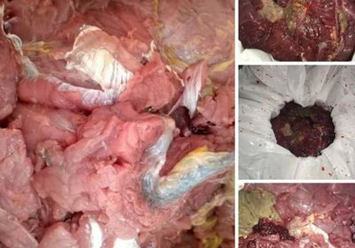 ضبط عمليتين لاصطياد وذبح السلاحف بساحل حضرموت