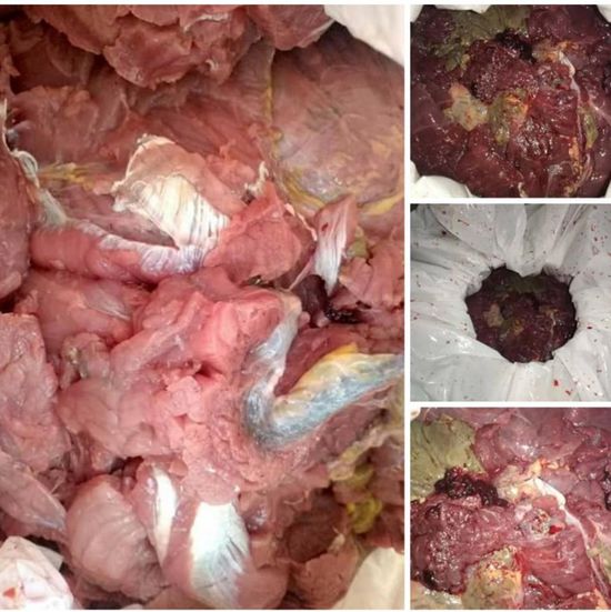 ضبط عمليتين لاصطياد وذبح السلاحف بساحل حضرموت