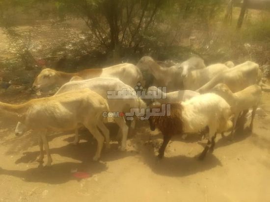 بدء تحصين 135 ألف رأس من الأغنام في جيشان والوضيع