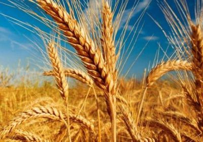 السودان يشتري 40 ألف طن من القمح بالعملة المحلية