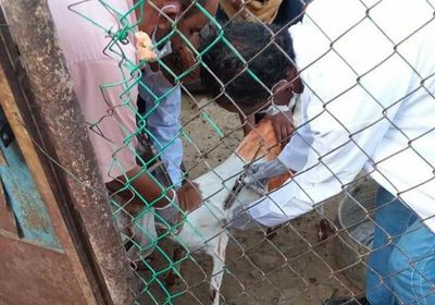 حملة لتحصين 450 ألف رأس غنم في شبوة