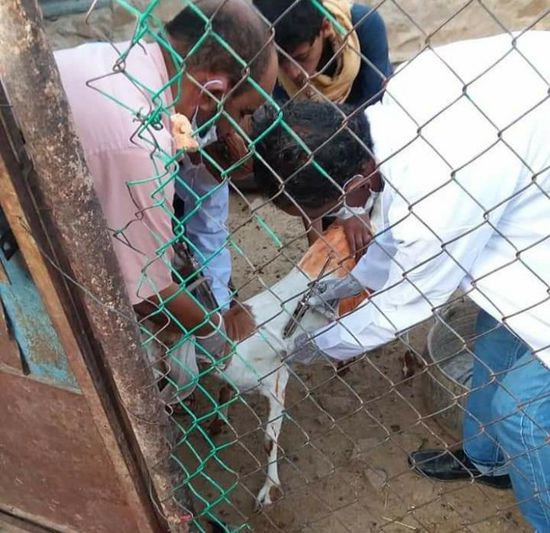 حملة لتحصين 450 ألف رأس غنم في شبوة