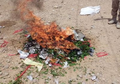 ضبط 120 بندل قات بحوزة صومالية في مدخل المكلا (صور)