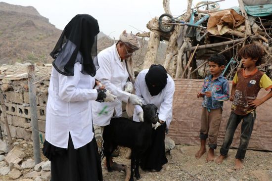 "فاو": 130 فريقًا ميدانيًا لتحصين الأغنام في اليمن