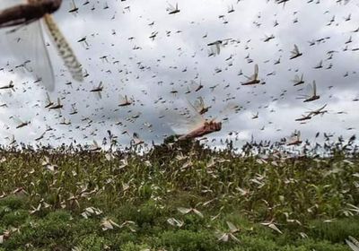 أسراب الجراد تجتاح المحاصيل الزراعية في "النادرة"