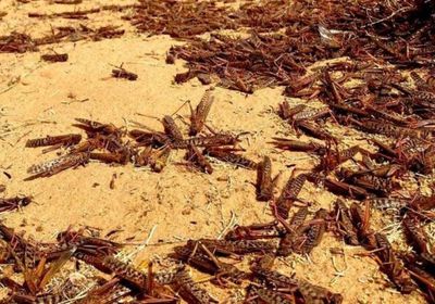 بدء حملة لمكافحة الجراد في وادي حضرموت غدا