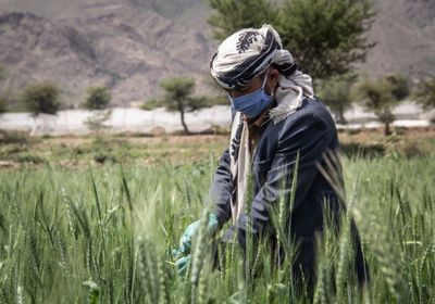 الإنمائي يمول ألف مزارع لمواجهة كورونا