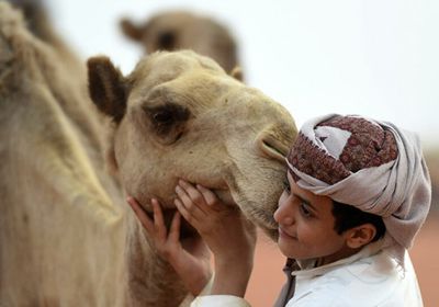 السعودية تفتتح أكبر مستشفى لعلاج الإبل في العالم