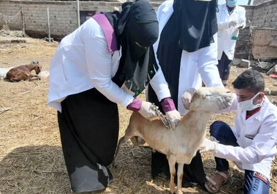 انطلاق حملة تحصين الماشية في ردفان