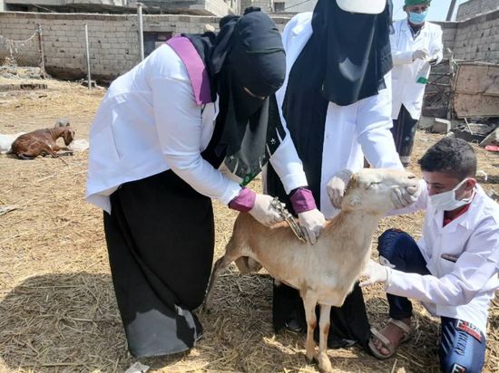 انطلاق حملة تحصين الماشية في ردفان