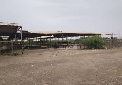 "إشرافية الزراعة" تتفقد محلج القطن والسوق في أبين 