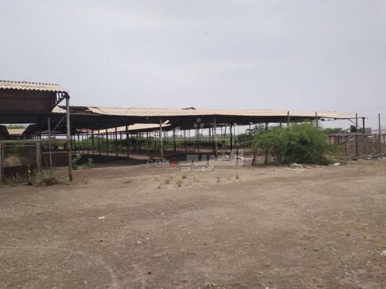 "إشرافية الزراعة" تتفقد محلج القطن والسوق في أبين 