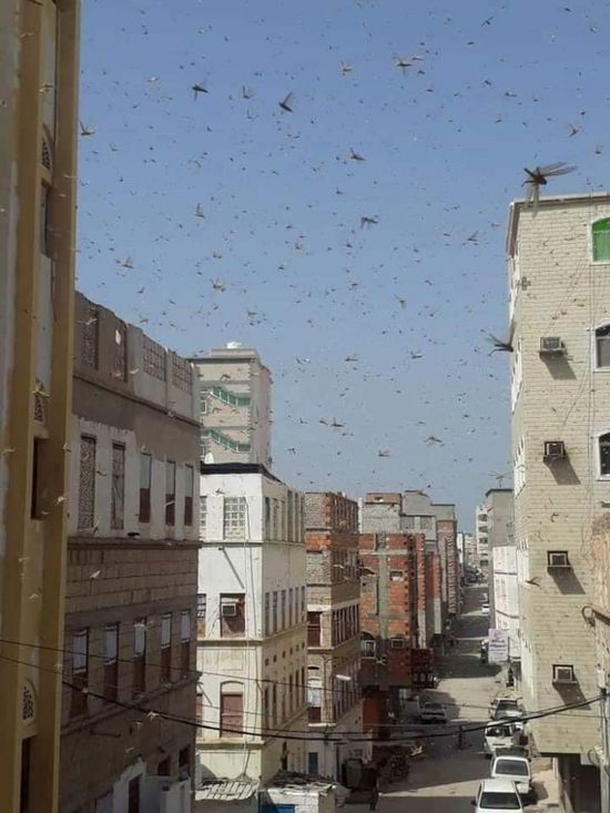 أسراب الجراد تهاجم المكلا (صور)