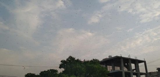 انتشار الجراد في حقول الحبيلين