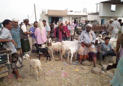 مع قرب العيد.. ارتفاع حاد بأسعار الأغنام في أبين (صور)
