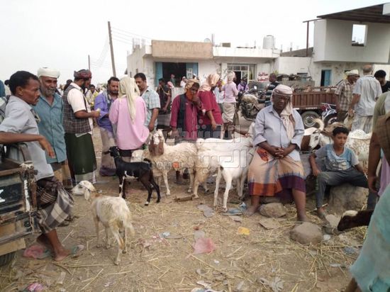 مع قرب العيد.. ارتفاع حاد بأسعار الأغنام في أبين (صور)