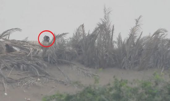  شاهد.. مقتل 9 قناصين حوثيين في الحديدة