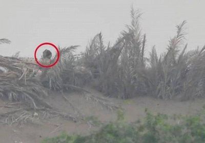 بالفيديو.. تصفية 5 حوثيين بجبهات الحديدة