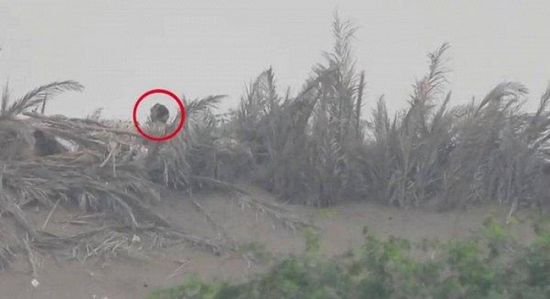 بالفيديو.. تصفية 5 حوثيين بجبهات الحديدة