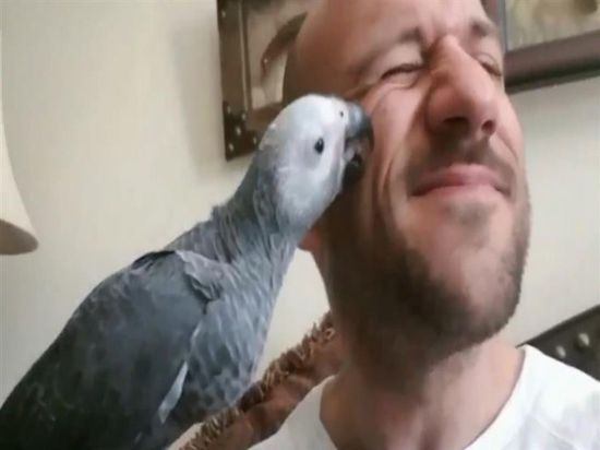 أحمد مكي مع ببغاءه في أحدث ظهور له (فيديو)