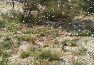 مزارعو وادي تبن يكافحون الجراد بإطارات السيارات