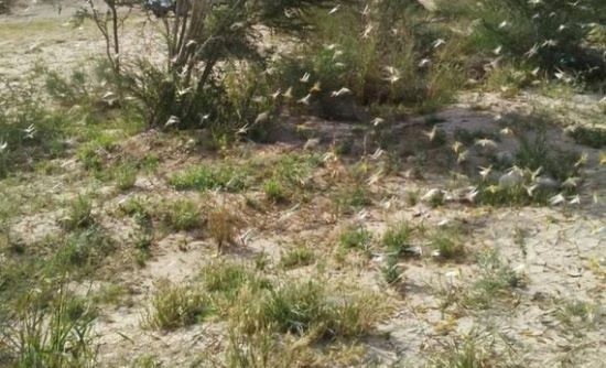 مزارعو وادي تبن يكافحون الجراد بإطارات السيارات