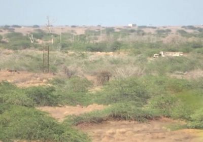 تحييد متسللين حوثيين بمزارع الحسينية في الجاح (فيديو)