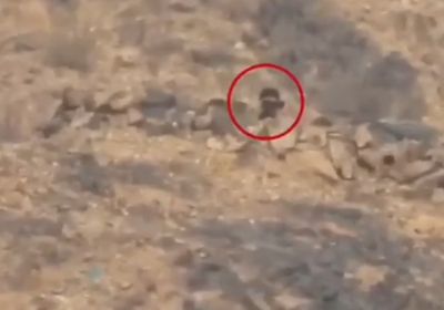 شاهد قنص عناصر حوثية بجبهات الحديدة