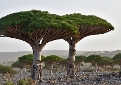 عيد سقطرى.. بسمات على أوجه الأطفال رسمتها الإمارات