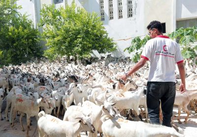  أضاحي الإمارات في اليمن.. عطاء الإنسانية الذي لا ينضب أبدًا