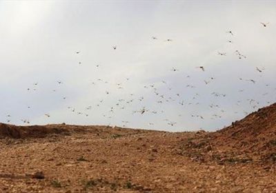 أسراب الجراد تُهدد محاصيل وادي حضرموت