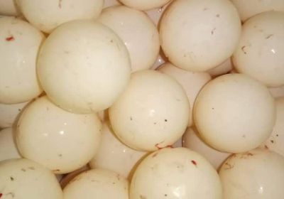 القبض على 7 مخالفين لمنع اصطياد السلاحف في يثمون